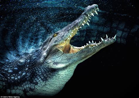  Alligator: A Majestic Predator With Razor-Sharp Teeth Lurking Beneath Still Waters!