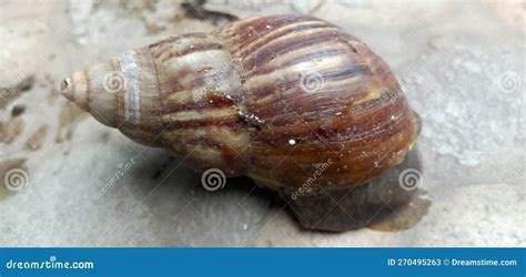  Jambudwipa Snail: A Gastropod Wonder Hiding in Plain Sight!