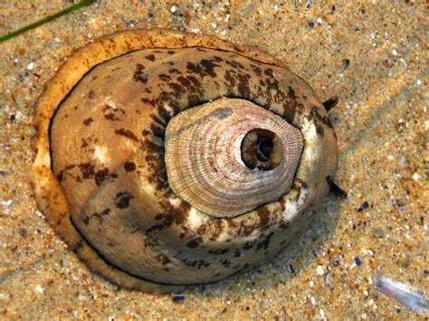 Keyhole Limpet - A Masterful Shell Architect Who Thrives on Rocky Shores!