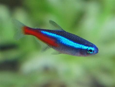  Neon Tetra! A Tiny Fish With Big Personality and Electric Colors