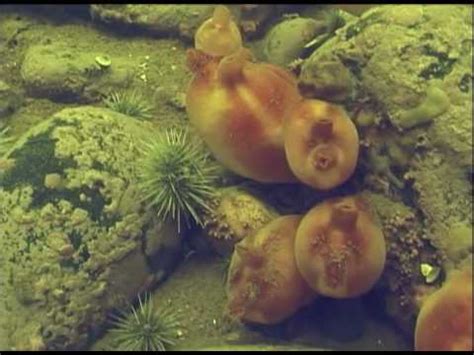  Oceanic Octopus Worm: Unearthing the Secrets of This Burrowing, Filter-Feeding Marine Dweller!