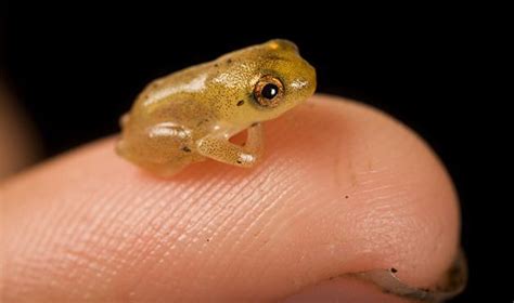  Paedophryne Amauensis: This Tiny Frog With Shiny Skin Might Just Be The World's Smallest Vertebrate! 