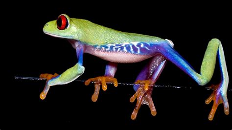  Red-Eyed Tree Frog: An Amphibian Acrobat Balancing Between Life and Death!