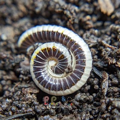  White-Striped Millipede: Discover This Land-Dwelling Creature With Many Legs And An Exceptional Defense Mechanism!