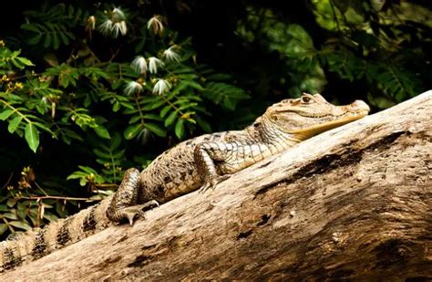  Caiman: These Armored Aquatic Reptiles are Masters of Patience, Perfectly Camouflaged Predators Lurking in Freshwater Habitats!