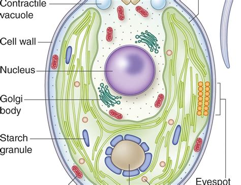  Chlamydomonas: Unraveling the Mysteries of This Microscopic Marvel with Two Flagella!