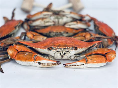  Colossal Crabs: Masterful Camouflage Experts Hiding in Plain Sight!