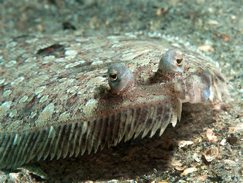  Flatfish! A Masters of Disguise That Live on Their Sides