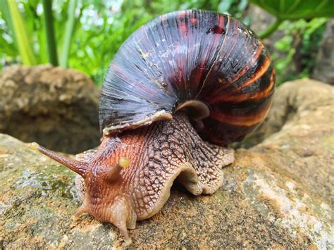  Giant African Land Snail: An Amazing Terrestrial Gastropod Embracing the Wonders of Slow Motion!