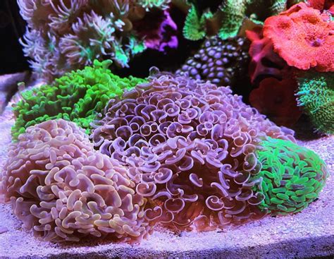  Hammer Coral: Can a Colonial Creature Possess Individual Brilliance?