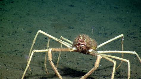 Jumping Spider Crabs: A Deep Dive into the World of Miniature Marine Marvels!