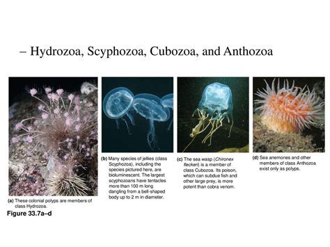  Kirkpatrickia! A Colonial Hydrozoan With Striking Color Combinations and Mesmerizing Bioluminescence