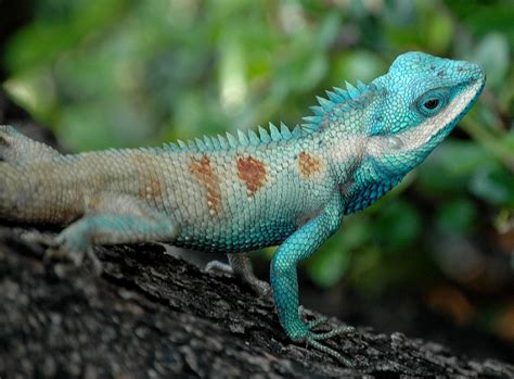 Lizard! A Cold-Blooded Reptile with Agile Movements and Intriguing Camouflage Abilities!