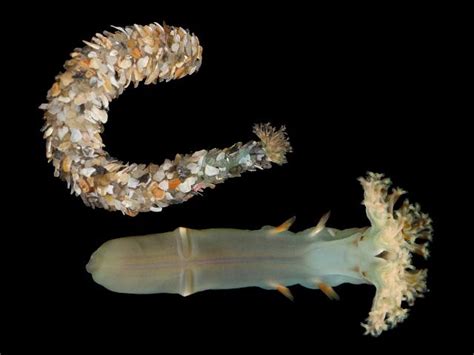  Ocean Wanderer! Discover the Enigmatic Deep-Sea Lifestyles of the Owenia fusiformis