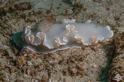  Omphalometra! This Fascinating Flatworm Lives Inside Sea Cucumbers 