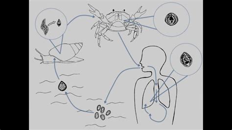  Oriental Lung Fluke: A Tiny Terror That Travels From Snails to Your Lungs!