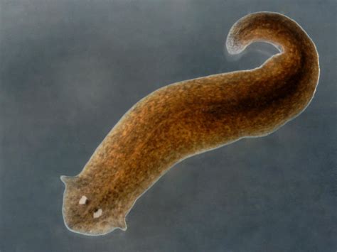  Planarian: An Animal That Can Regenerate its Entire Body, And Still Finds Itself Lost More Often Than Not