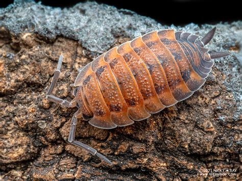 Porcellio Scaber: Unveiling the Mysteries of a Tiny Armored Tank Roaming Your Garden! 