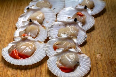 Queen Scallop: An Exquisite Delicacy Living Life Upside Down on the Seafloor!