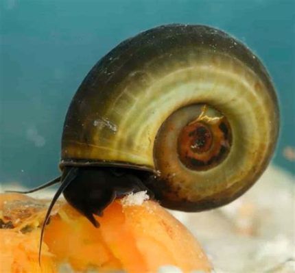  Rams Horn Snail: Discover This Tiny Treasure Hiding Beneath the Surface With Incredible Camouflage!