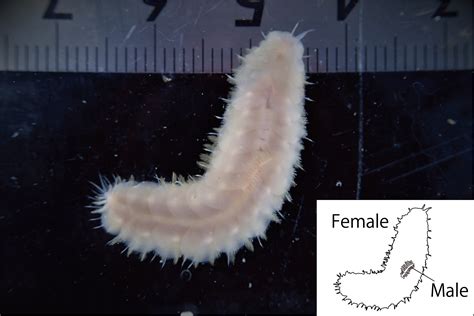  Scale Worm: A Master of Disguise Lurking in Shallow Waters!