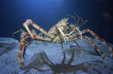  Spider Crab! Discover the Exquisite Armored Creature with Legs as Long as Your Arms