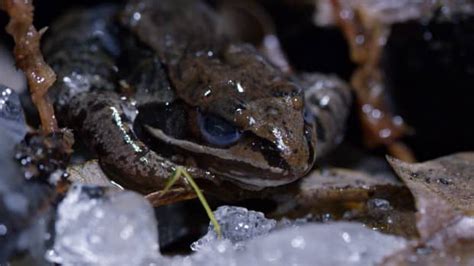  Wood Frog: A Champion of Freeze Tolerance Unveiling Its Remarkable Winter Survival Strategies! 