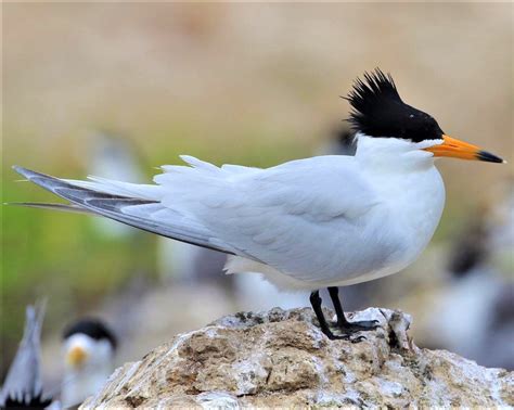 Xema! This Striking Seabird with its Fiery Crest Embraces the Rugged Coastlines of South America