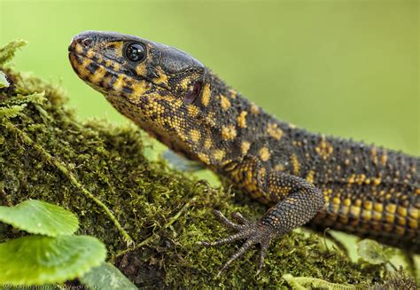 Yellow-Spotted Lizard! A Fascinating Reptile Known For Its Striking Coloration and Ability To Camouflage With Ease