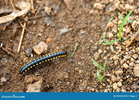 Yellow-Spotted Millipede: A Colorful Crawling Connoisseur of Decay!