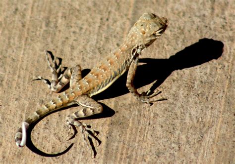  Zebra-Tailed Lizard: Discover a True Master of Camouflage Hiding in Plain Sight!